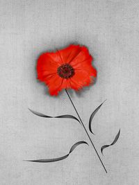 Close-up of red flowers