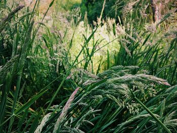 Close-up of fresh green grass in field