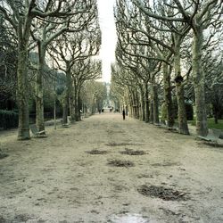 Footpath amidst bare trees in winter