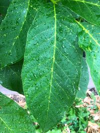 Close-up of raindrops on leaves