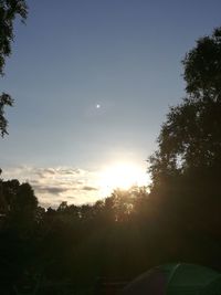 Sun shining through trees