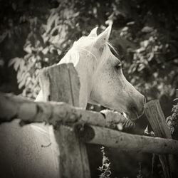 Close-up of plant against blurred background