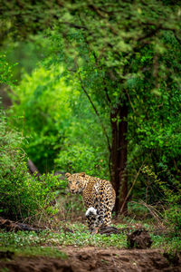 View of a cat in forest