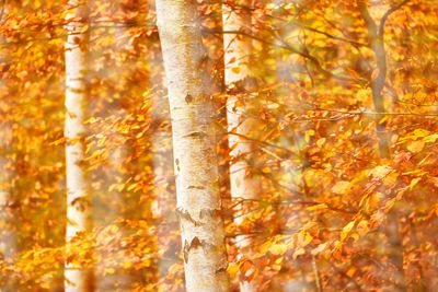 Close-up of autumnal trees in forest