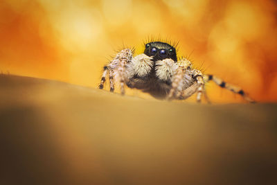 Close-up of spider