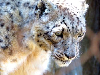 Close-up of snow leopard at zoo