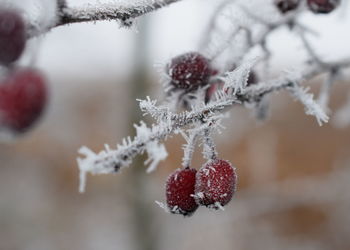 Close-up of frozen berries