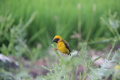 Close-up of bird perching on plant