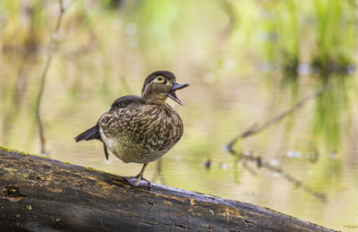 Close-up of bird perching on a lake