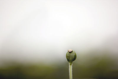 Close-up of flower bud