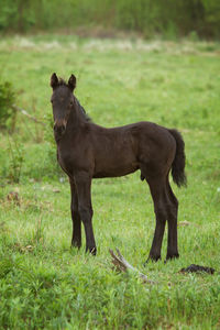 Horse standing on field