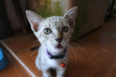 Close-up portrait of cat looking at camera