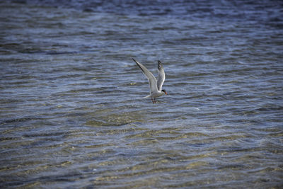 Bird flying over sea