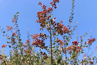 Low angle view of flowering plants against blue sky