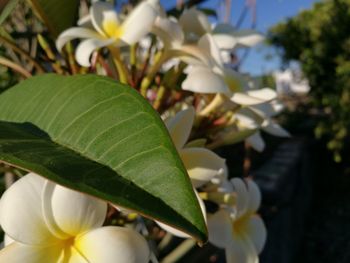 Close-up of white flowers