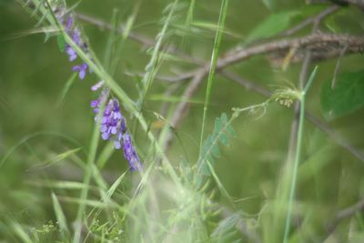 Close-up of purple flowering plant on field