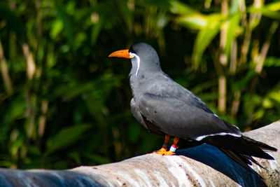 Close-up of bird perching on wood