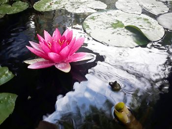 Lotus water lily in lake