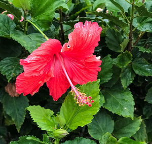 Close-up of red hibiscus blooming outdoors