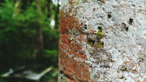 Close-up of lichen on tree trunk