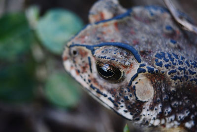 Close-up of a turtle