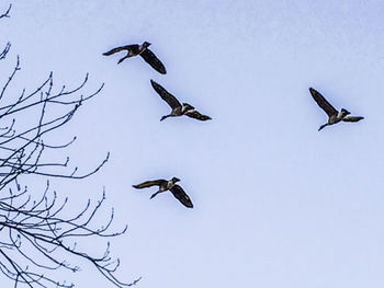 Low angle view of birds flying against clear sky