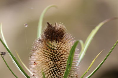 Close-up of  dried teasel