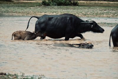 Horse lying on a field