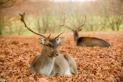 Portrait of deer relaxing on autumn leaves in forest