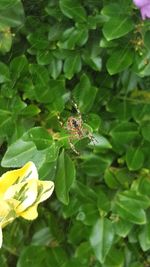 Close-up of spider on leaf