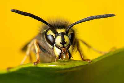 Close-up of bee pollinating on yellow flower