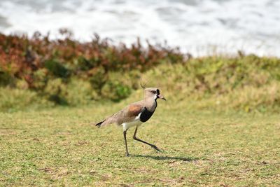 Bird on field