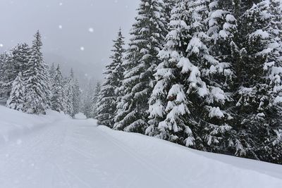 Snow covered pine trees