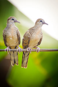 Close-up of birds perching on railing