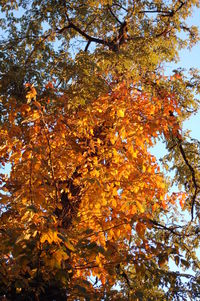 Low angle view of tree against sky