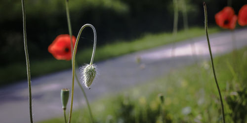 Close-up of flower growing in field