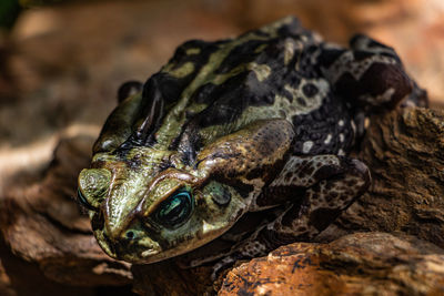 Close-up of frog