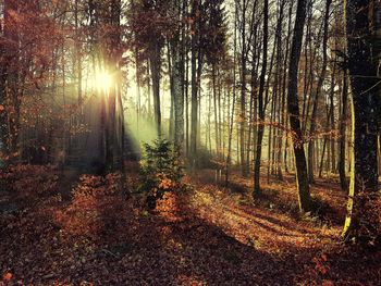 Trees in forest during autumn