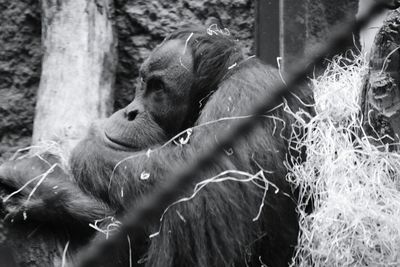 Orangutan sitting in zoo