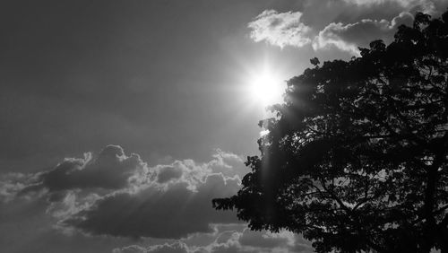 Low angle view of sunlight streaming through silhouette tree