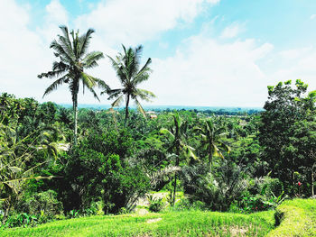 Scenic view of palm trees on field against sky