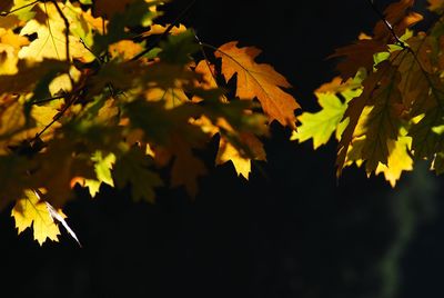 Low angle view of maple leaves on tree