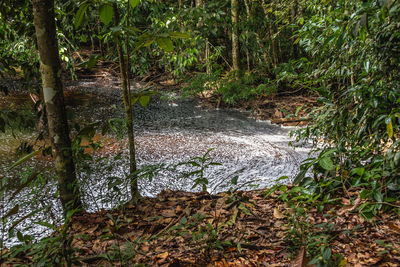 Scenic view of forest