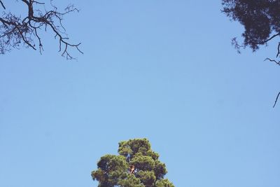 Low angle view of tree against sky