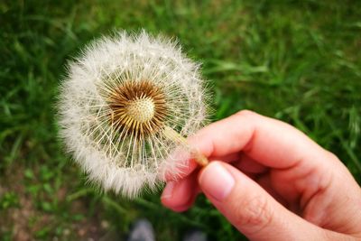 Close-up of cropped hand holding dandelion