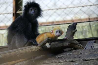 Monkey sitting in a zoo