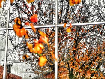 Close-up of autumn leaves
