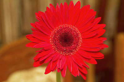 Close-up of red daisy