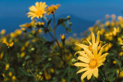 Close-up of yellow flowering plant