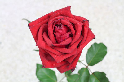 Close-up of red rose